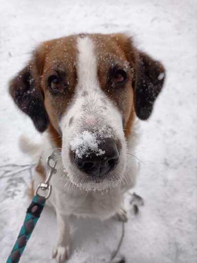 Zeigt die schönsten Schneebilder von eurer Fellnase ❄️-Beitrag-Bild