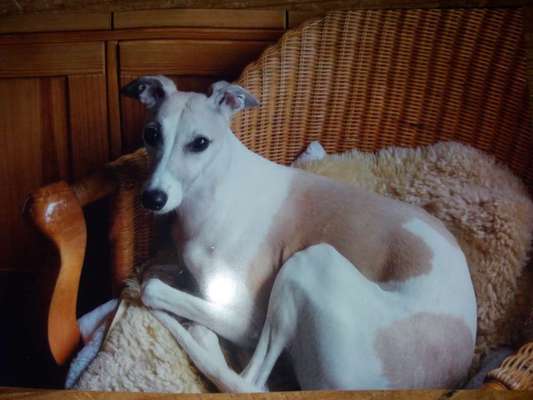 Whippet-Beitrag-Bild