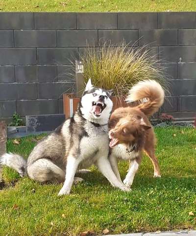 Zeige das lustigste Bild eures Hundis-Beitrag-Bild