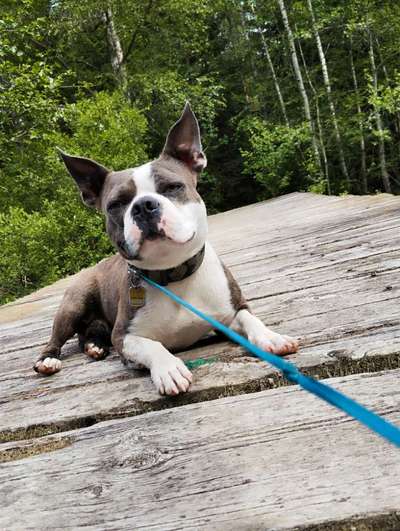 Wer hat noch alles einen Französischen Bulldoggen Mix ???-Beitrag-Bild