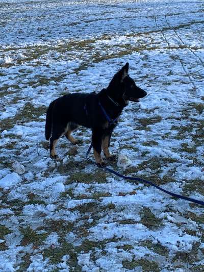 Schäferhund-Beitrag-Bild