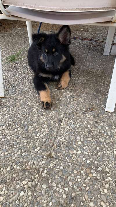 Welpen Bilder !-Beitrag-Bild