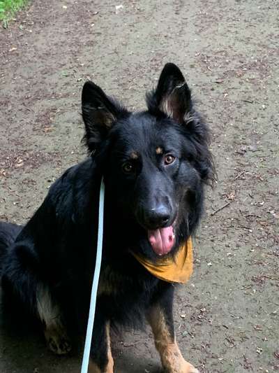 Schäferhund-Beitrag-Bild