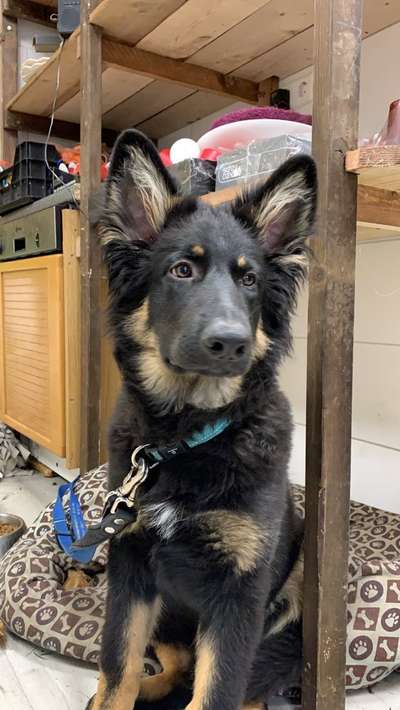 Welpen Bilder !-Beitrag-Bild