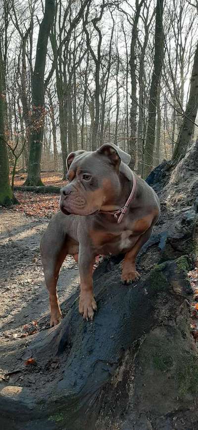 Olde English Bulldogge-Beitrag-Bild