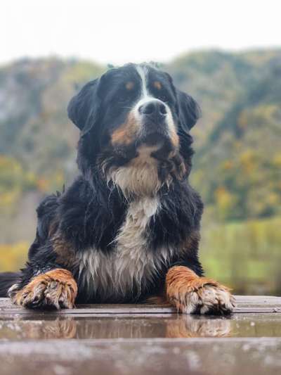 Berner Sennen-Beitrag-Bild