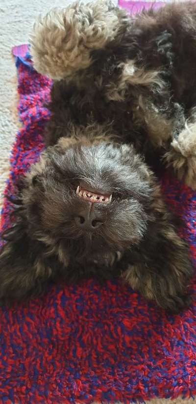 Welpen Bilder !-Beitrag-Bild