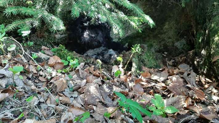 Dogorama Photo Challenge - Tarnung ist alles-Beitrag-Bild