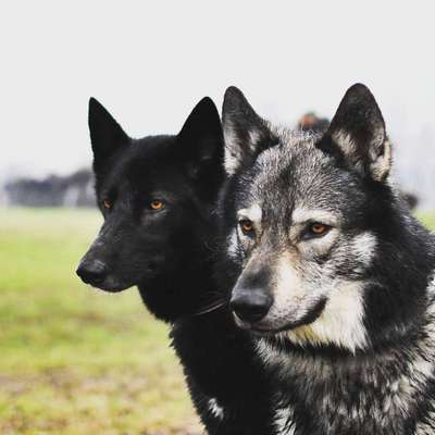 Wolfhunde Besitzer TWH oder SWH hier?-Beitrag-Bild