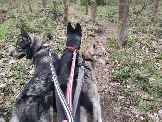Wolfhunde Besitzer TWH oder SWH hier?-Beitrag-Bild