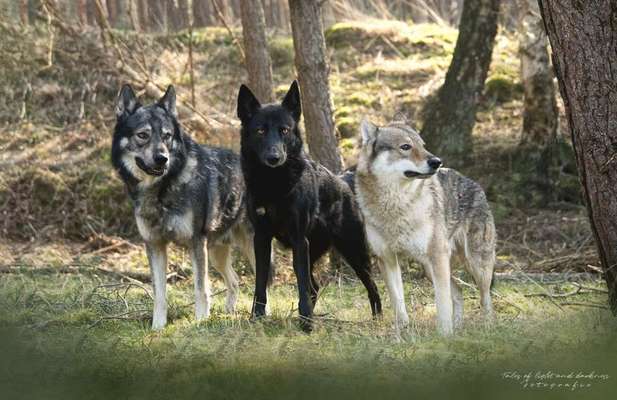 Hundetreffen-Gemeinsame Hunderunde am Egelsberg-Bild