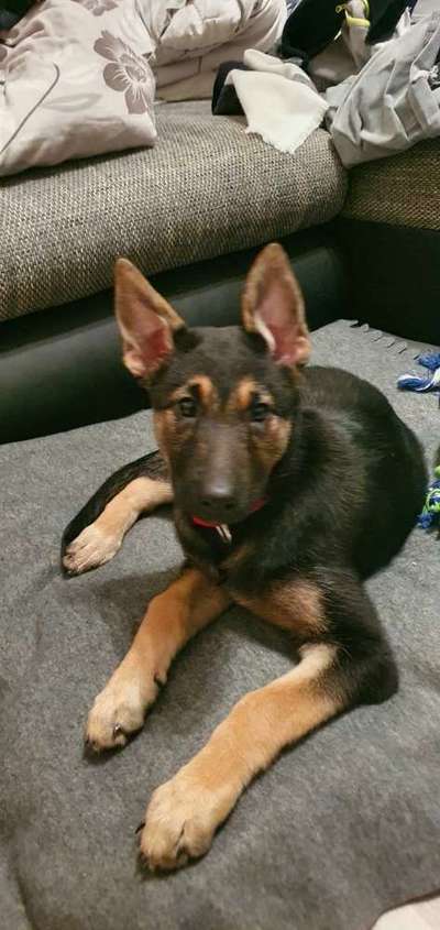 Labradorfans-Beitrag-Bild