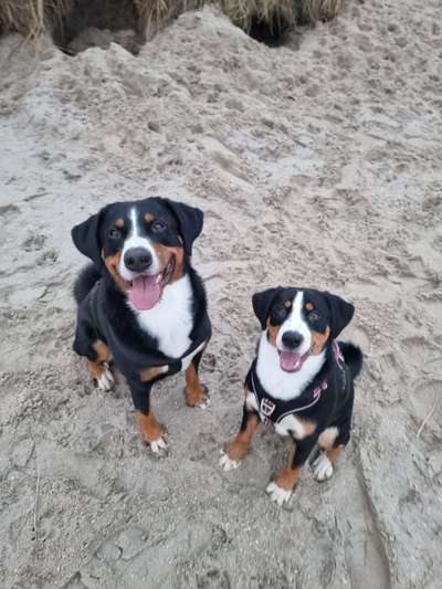 Hundetreffen-Nette Hundebegegnungen gesucht-Bild