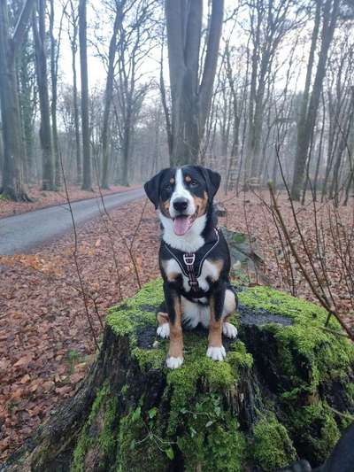 Appenzeller Sennenhunde-Beitrag-Bild