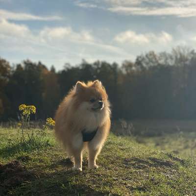 Hundetreffen-Hunde Freunde bis 5kg gesucht-Bild