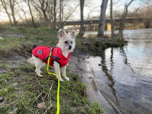 Hundetreffen-Cookie sucht Anschluss-Bild