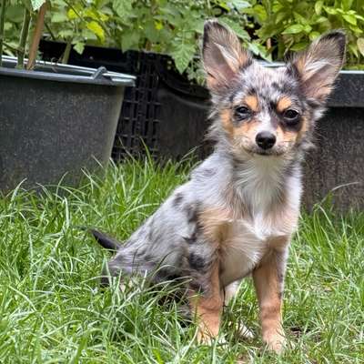 Hundetreffen-Suche Welpentreffen-Bild