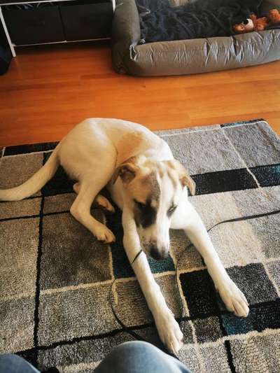 Hunde aus Griechenland-Beitrag-Bild