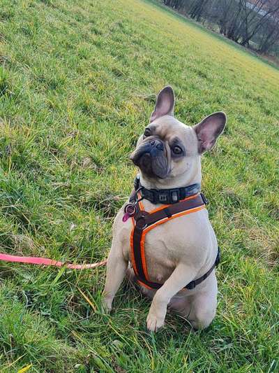 Französische Bulldoggen-Beitrag-Bild