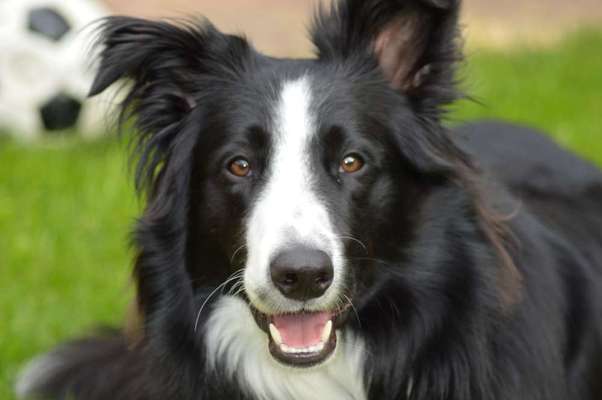 Fotochallange Nr. 57     PORTRÄT.   Beendet!!!!!!!!-Beitrag-Bild