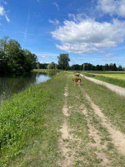 Hundeauslaufgebiet-Haimhausen-Bild