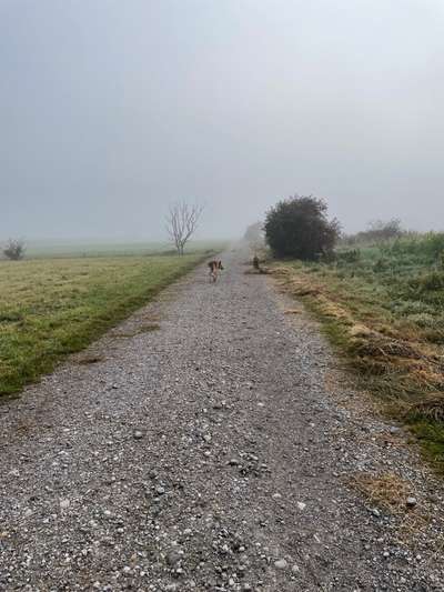 Hundeauslaufgebiet-Puchheim Ort Moosschwaige-Bild