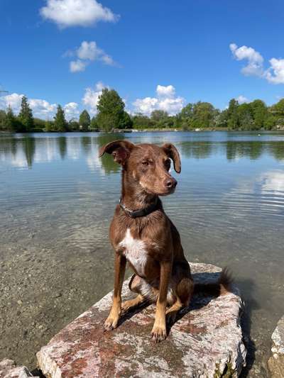 Hundeauslaufgebiet-Böhmerweiher-Bild