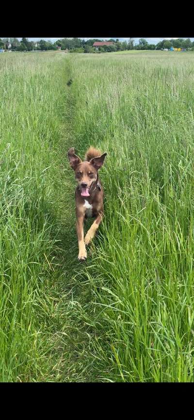 Die Dogorama Monats Challenge "Es grünt und blüht"-Beitrag-Bild