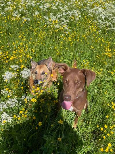 Die Dogorama Monats Challenge "Es grünt und blüht"-Beitrag-Bild