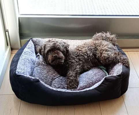 Hundetreffen-Gemütliche Gassi-Runden am Frankfurt-Riedberg-Bild