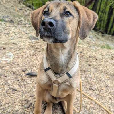Hundetreffen-Gemeinsamer Spaziergang & Sozialisierung-Bild