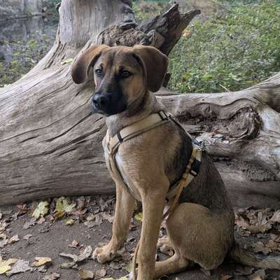 Hundetreffen-Gemeinsamer Spaziergang / neue Hundefreundschaften-Bild