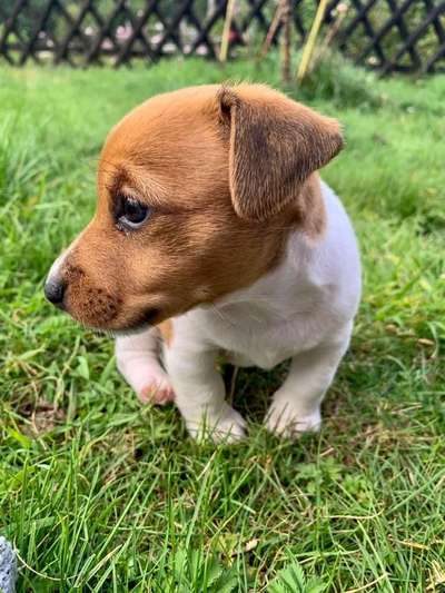 Welpen Bilder !-Beitrag-Bild