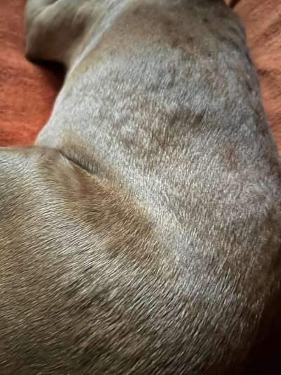 Allergische Reaktion am ganzen Körper-Beitrag-Bild