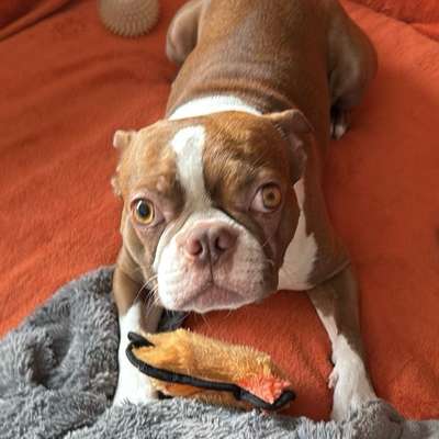 Unterschiedliche Pupillengröße bei Licht-Beitrag-Bild