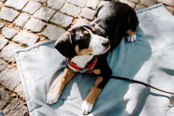 Entlebucher Sennenhund-Beitrag-Bild