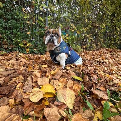 Hundetreffen-BullyTreff oder mit Hunden die nicht vor Bullys zusammen zucken🥰-Bild