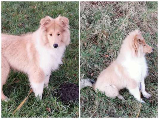 Langhaar Collies-Beitrag-Bild