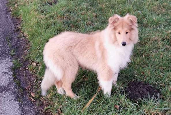 Langhaar Collies-Beitrag-Bild