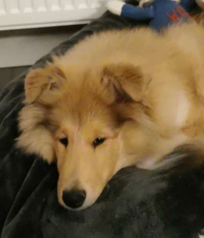 Langhaar Collies-Beitrag-Bild