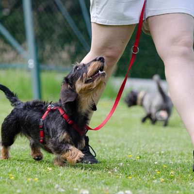 Giftköder-Rally Obedience in Braunschweig-Bild