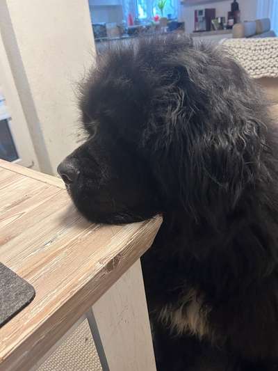 31. Handy - Fotochallenge
Vierbeiner mit am Tisch-Beitrag-Bild