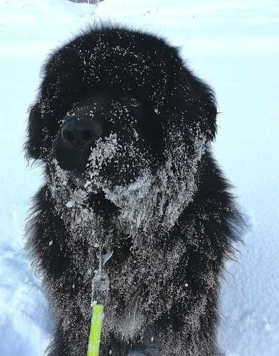 Die Dogorama Kalender Challenge Titelbild-Beitrag-Bild