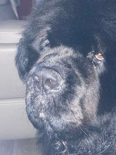 Dogorama Photo Challenge - Hundeblick zum hinschmelzen-Beitrag-Bild