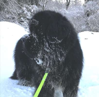 Die Dogorama Kalender Challenge Titelbild-Beitrag-Bild