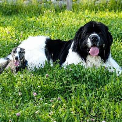 Brauchen wir getrennte Auslaufflächen für kleine Hunde? 🐶-Beitrag-Bild