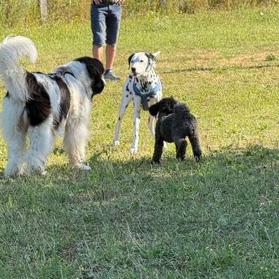 Brauchen wir getrennte Auslaufflächen für kleine Hunde? 🐶-Beitrag-Bild