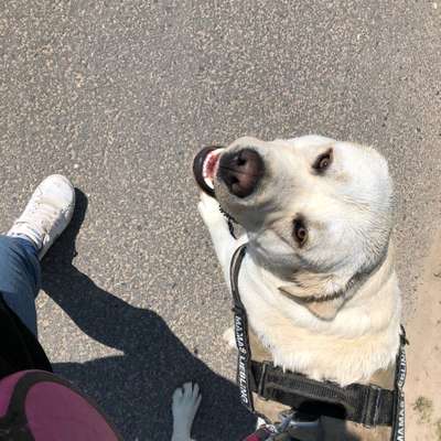 Hundetreffen-Spiel und Spaß-Bild