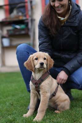 Hundetreffen-Welpentreffen mit Emmi-Bild