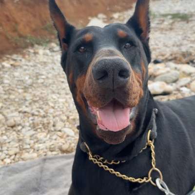 Hundetreffen-Spielkameradin gesucht-Bild